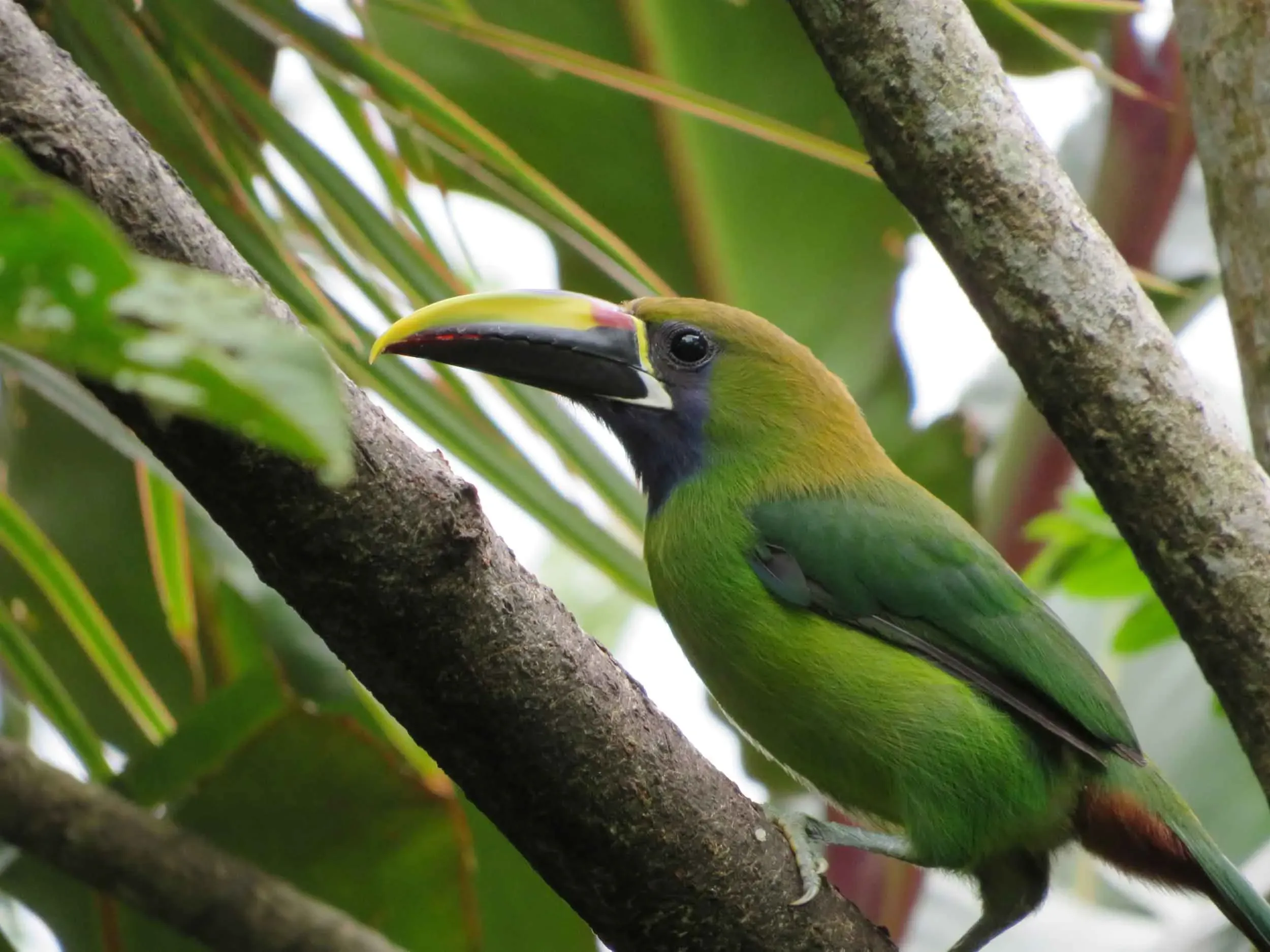 "Beautiful toucan with light green feathers and a bright yellow head perched on a branch."